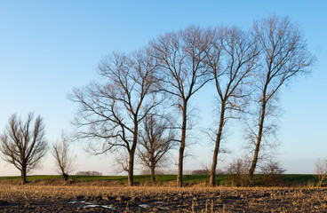 Trees at the edge of a stubble field