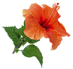 hibiscus