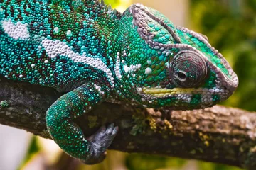 Papier Peint photo autocollant Caméléon Panther chameleon