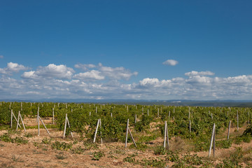 Vineyard in Crimea
