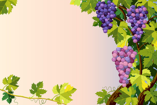 Grapes bunches.