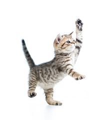 funny playful baby Scottish british kitten isolated on white bac - obrazy, fototapety, plakaty