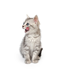 Gray kitten licks lips