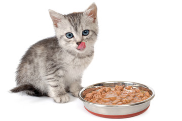 Kitten near a bowl with food. Isolated on white