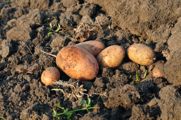 Tubers of potato