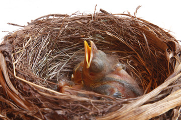 small Blackbirds just leave the egg in the nest