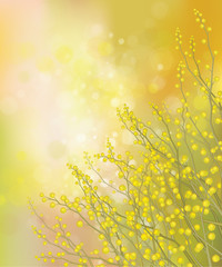 Vector mimosa flowers on spring background.