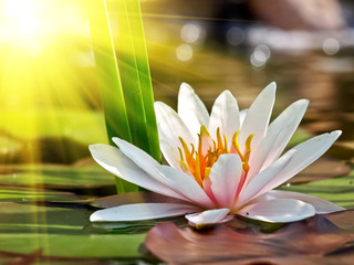 water lily