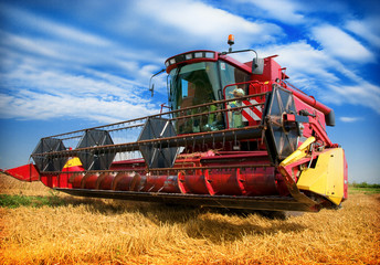 Fototapeta premium Combine harvester harvesting wheat on sunny summer day