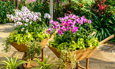 beautiful orchid from garden