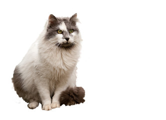 Portrait of a domestic cat