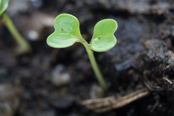 Green sprout growing from seed