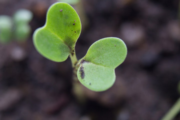 Green sprout growing from seed