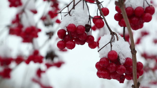 snowball red branches under snow at winter