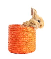 Fluffy foxy rabbit in wicker basket isolated on white