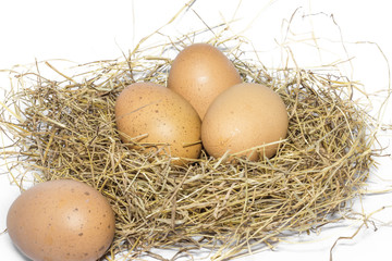 Fresh eggs for cooking