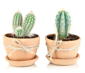 Beautiful cactuses in flowerpot, isolated on white