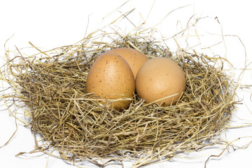 Fresh eggs from the farm