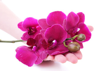 Hand with beautiful blooming orchid isolated on white