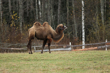 camel in a pasture