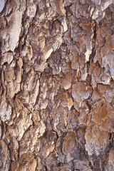 A close up on tree bark texture