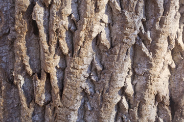 A close up on tree bark texture