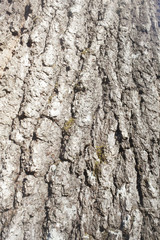 A close up on tree bark texture