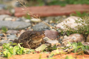 toad