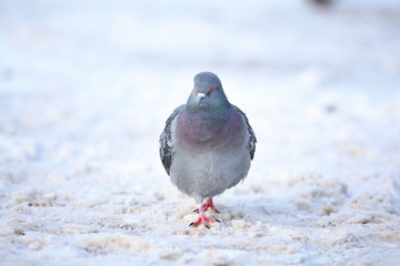 a little bird