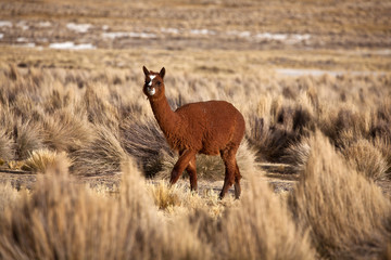lama, alpaca