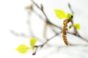 birch leaves