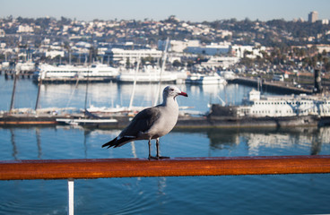 Fototapeta na wymiar Seagull on the railing of the ship