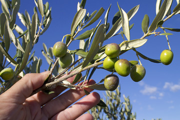 Hand with branch of green olives on olive tree