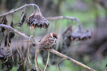 a little bird