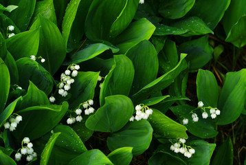 small spring flowers