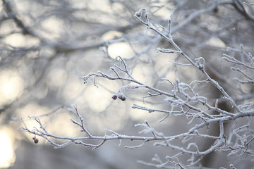 Winter twigs and grass covered with frost and snow