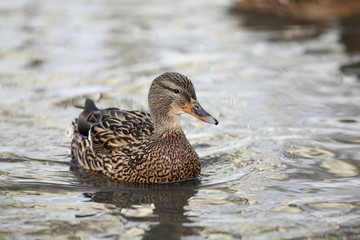 mallard duck floating on the water