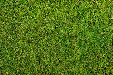 moss © Anna Khomulo