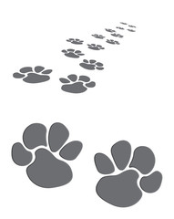 animal footprints 