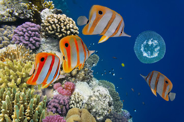 Fototapeta premium Shoal of fish and jellyfish