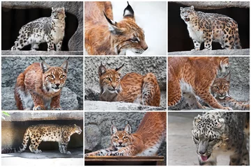 Deurstickers Lynx and Snow Leopard © Sailorr
