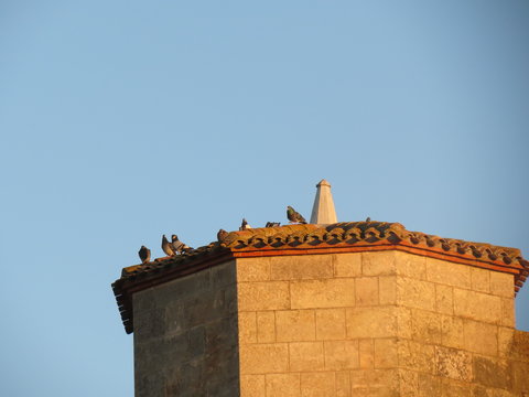 Marsilly - Pigeons en haut du Clocher de l'Eglise St-Pierre