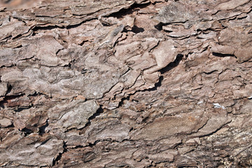 Old wooden background