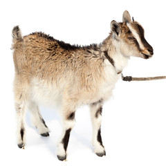 Capra aegagrus hircus, Goat.