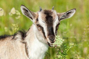 Capra aegagrus hircus, Goat.