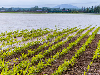 Hochwasser 2013