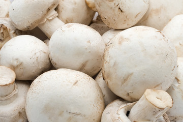 Champignon mushrooms