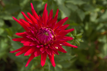 Flor Dalia