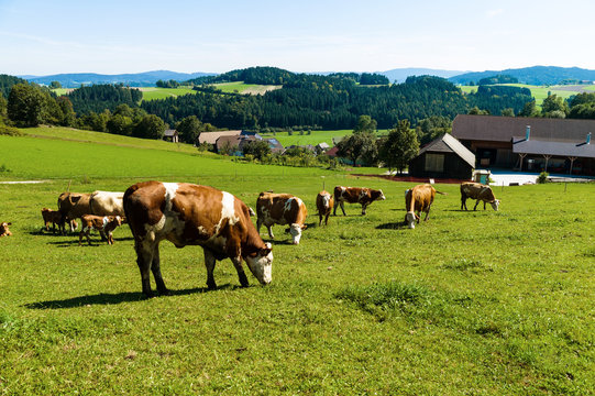Milchk&uuml;he auf der Sommerweide