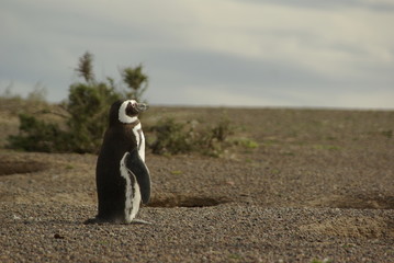 pingüino de magallanes